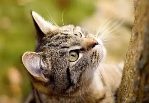 家猫和老虎是什么关系