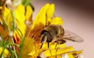 蜜蜂都会采蜜吗