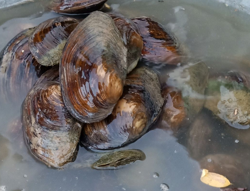淡水河蚌怎么吃