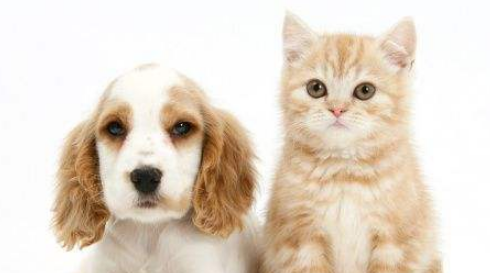 猫和狗为什么是天敌