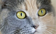 猫的眼睛有几种颜色