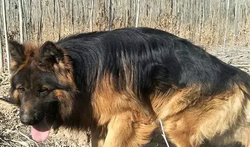 看完这些德国牧羊犬的缺点，还敢养的都是真爱！