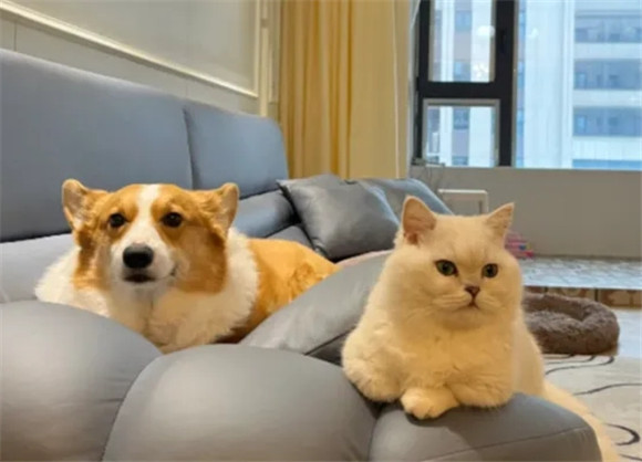 猫狗双全,真那么美好吗?宠物间的矛盾很多人不知-宠物网