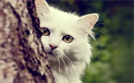 怀孕的母猫一个月拉稀