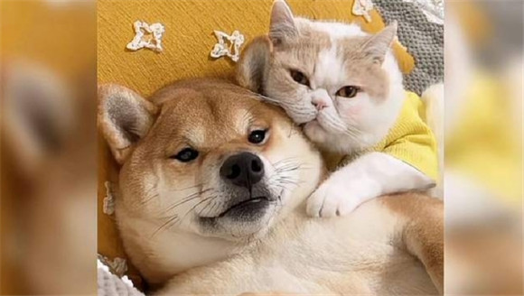 猫和狗哪个粘人一些