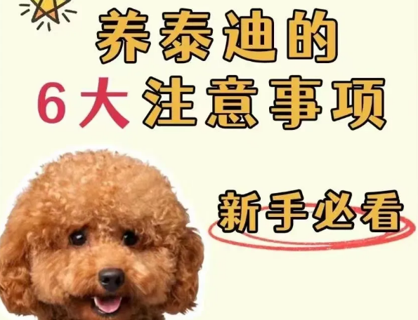 养泰迪的6大注意事项,新手必看 养泰迪的6大注意事项,新手必看
