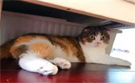 猫换了新环境多久能适应