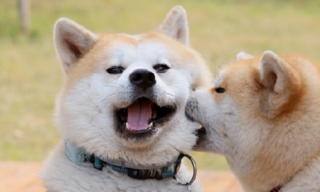 这篇文章，带你全方面认识秋田犬