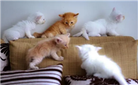 家庭养的公猫一般做不做绝育