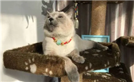 绝育的公猫还有骑射行为