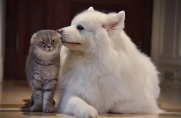 猫和狗哪个更治愈抑郁症