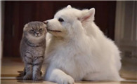 猫和狗哪个更治愈抑郁症