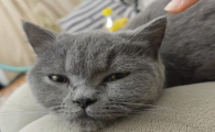 猫耳朵里长耳螨图片