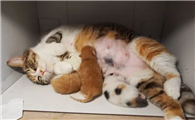 猫怀孕生产前什么预兆