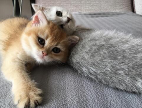 家里养什么猫最好十大排名 家里养什么猫最好十大排名