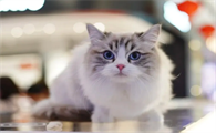 养猫会带来哪些运气表现?