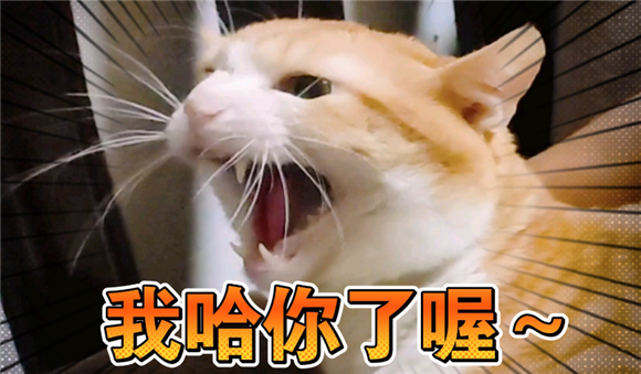 猫哈人是什么意思