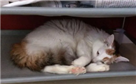 猫发情了要怎么办才能缓解