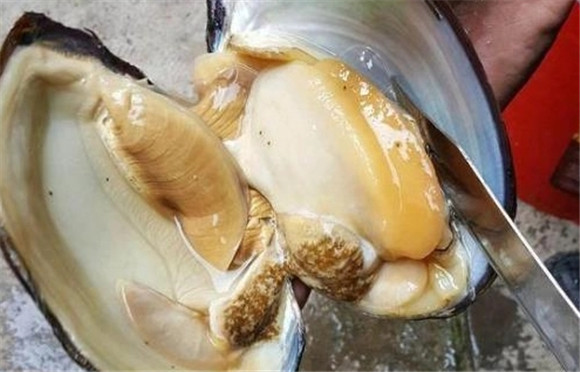 孕期能吃河蚌吗 孕期能吃河蚌吗