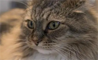 猫给其他猫舔毛表示什么