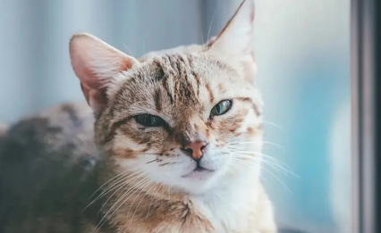 猫的寿命有多长