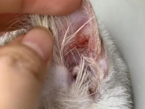 猫耳朵里甩出水但是水干净 猫耳朵里甩出水但是水干净