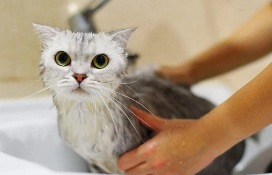 猫多久洗一次澡比较好