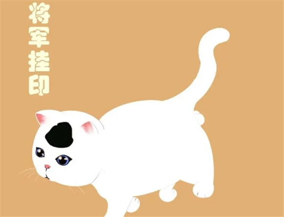 将军挂印猫好不好