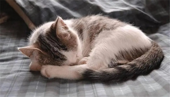 猫会不会在人睡着的时候攻击人