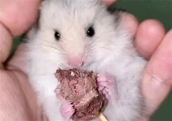 记住！！金丝熊饲料配料需注意事项