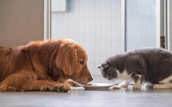 猫和狗喜欢吃什么
