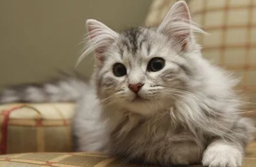 猫的体温多少是正常的