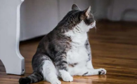 绝育后的公猫还能硬吗