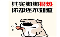 狗狗中暑不是小事！这7个症状一出现，立刻采取救治措施！