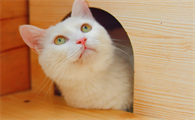 猫肚子大软软的食欲精神都很好