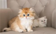 猫的寿命一般有几年