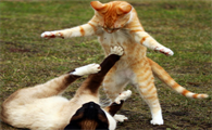 猫和猫打架会出猫命吗