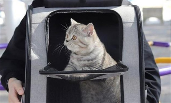 火车可以带宠物猫吗 火车可以带宠物猫吗