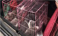 猫放后备箱2小时会死吗