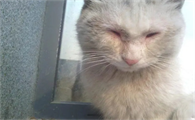 猫患狂犬病的最初症状