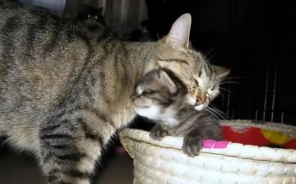 猫叼着小猫找主人还一直叫