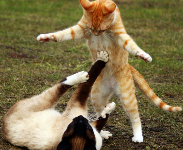 猫和猫打架会出猫命吗 猫和猫打架会出猫命吗