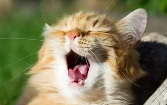 猫咕噜咕噜叫怎么回事