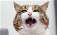 猫发出叫声喔哦是什么意思