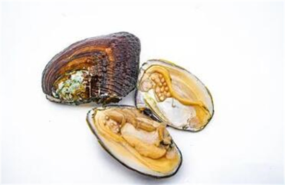 河蚌肉热量高吗