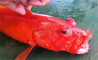红色石斑鱼多少钱一斤