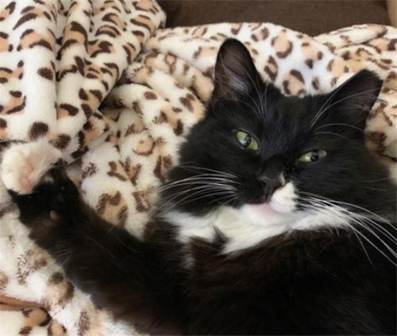 猫故意踩你一脚过去
