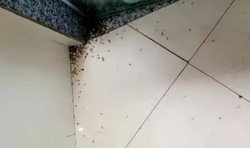 高层为啥有蚊子
