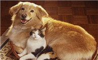 猫好养还是狗好养