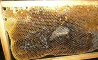 蜜蜂巢怎么保存